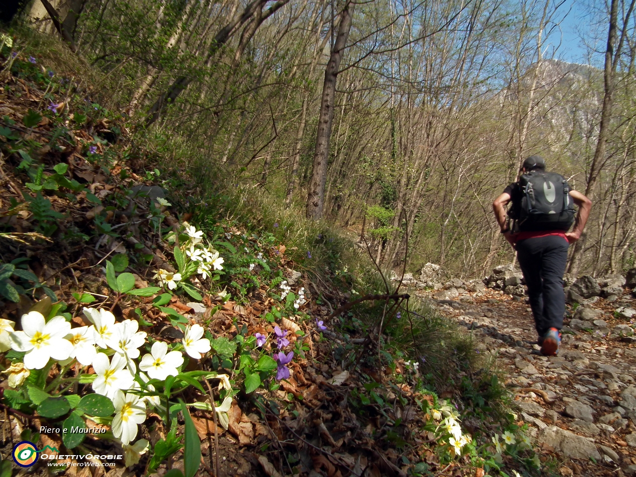 16 tra i fiori di primavera....JPG